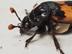 Nicrophorus interruptus