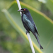 Spangled Drongo - Photo (c) Jenny Donald, some rights reserved (CC BY-NC), uploaded by Jenny Donald