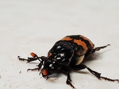 Nicrophorus interruptus