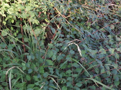 Brachypodium sylvaticum sylvaticum