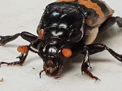 Nicrophorus interruptus