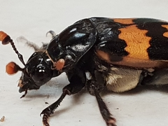 Nicrophorus interruptus