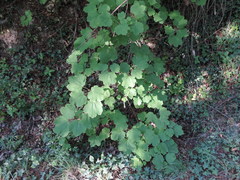 Acer opalus obtusatum