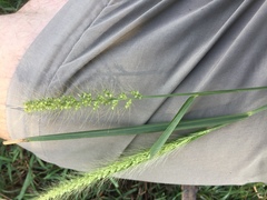 Setaria macrosperma