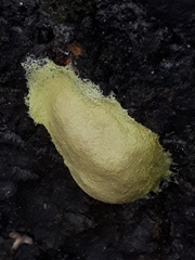 Fuligo luteonitens