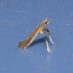 Caloptilia hypericella