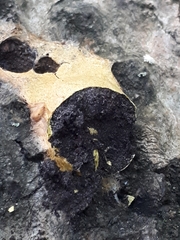 Fuligo luteonitens
