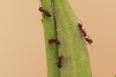 Dorymyrmex bicolor