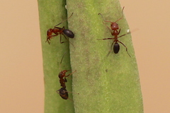 Dorymyrmex bicolor