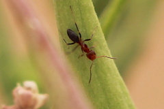 Dorymyrmex bicolor