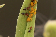 Dorymyrmex bicolor