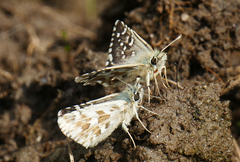 Pyrgus onopordi