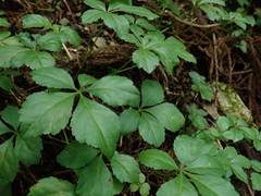 Eleutherococcus spinosus japonicus