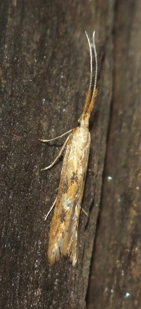 Coleophora squalorella