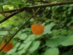 Rubus palmatus coptophyllus
