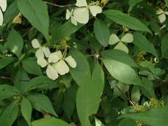 Hydrangea scandens