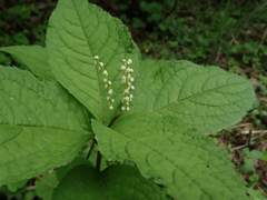 Chloranthus serratus
