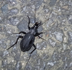 Carabus semiopacus