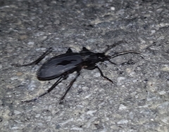 Carabus semiopacus