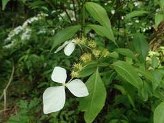 Hydrangea scandens