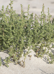 Salsola kali kali