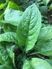 Pentaglottis sempervirens