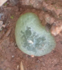 Bulbine mesembryanthemoides