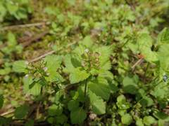 Clinopodium gracile