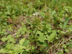 Clinopodium gracile