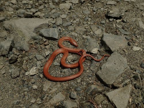 Photo of a Japanese Woodsnake (Euprepiophis conspicillata)