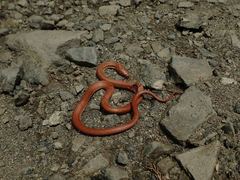 Euprepiophis conspicillata