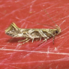 Aristotelia fungivorella