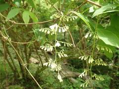 Pterostyrax hispidus