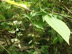 Pterostyrax hispidus