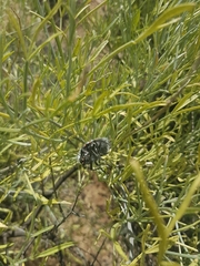 Julodis sulcicollis