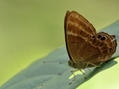 Abisara echerius