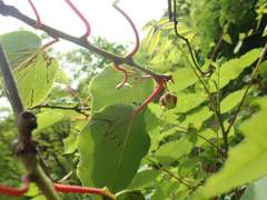 Actinidia arguta