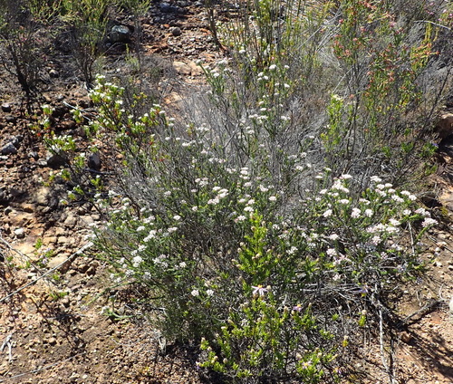 Image of Metalasia pallida by (c) Nicola van Berkel, some rights reserved (CC BY-SA)