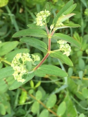 Euphorbia lasiocarpa