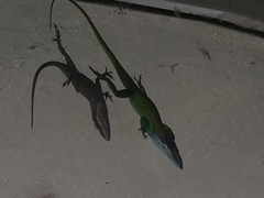 Anolis allisoni