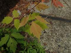 Acer cissifolium
