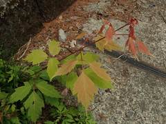 Acer cissifolium