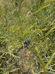 Julodis sulcicollis