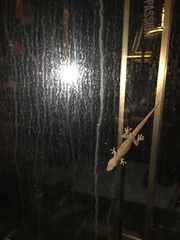 Hemidactylus frenatus