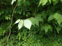 Actinidia polygama