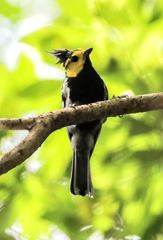 Machlolophus spilonotus