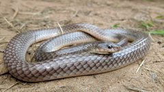 African Garter Snake photo 2