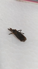 Castolus rufomarginatus