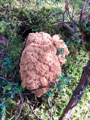 Ramaria boreimaxima