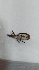 Castolus rufomarginatus